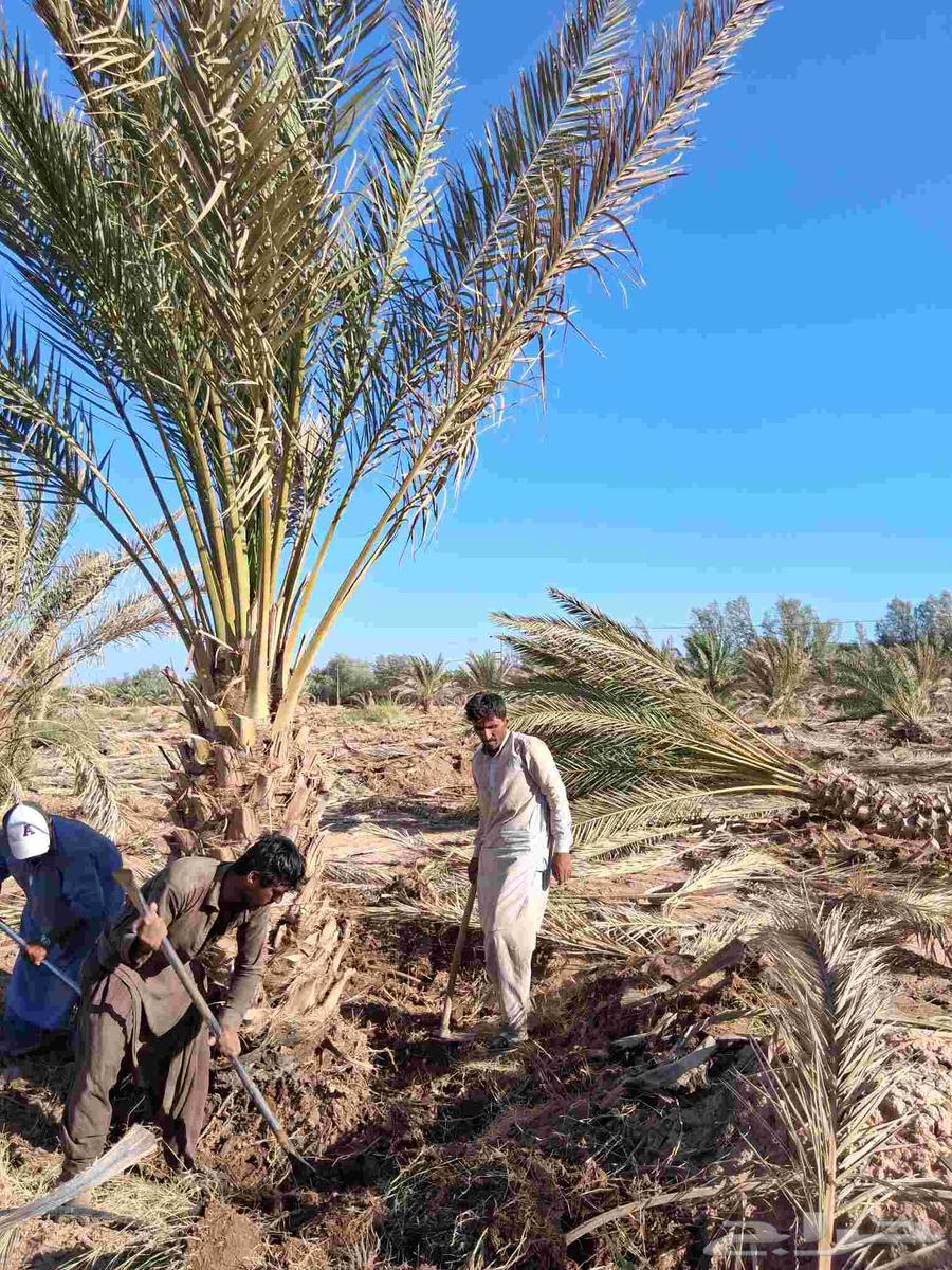 Date palms for sale, Al-Ula Barni and Al-Eis Barni, one meter and one and a half meters63618486538753111