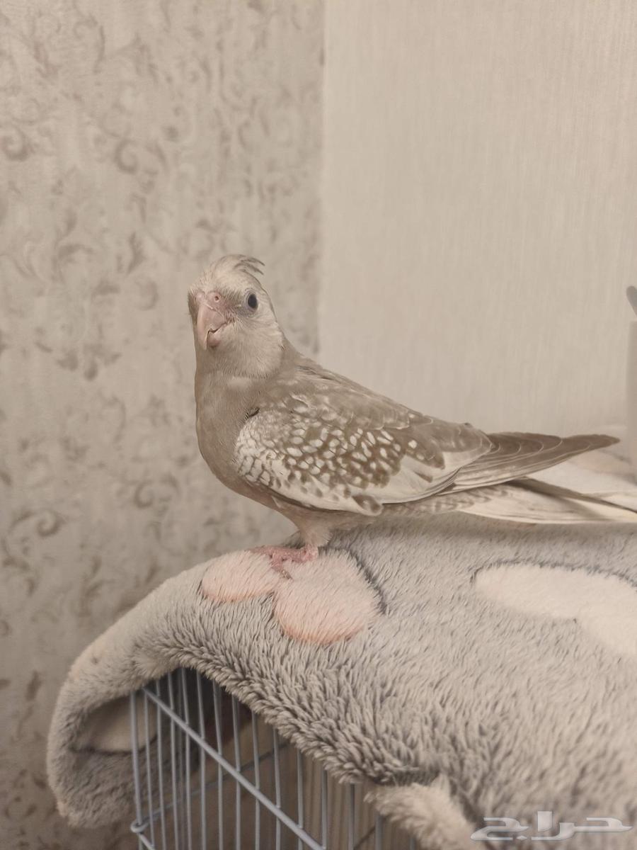 ((SOLD)) Very Gentle Dutch Canary with Excellent Internal and External Singing - TOP63618487285891112