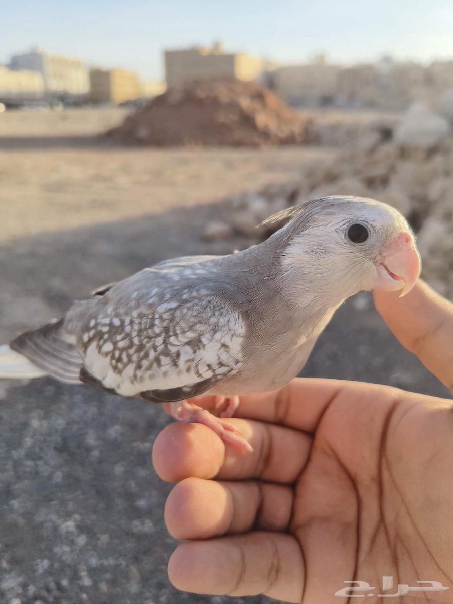 ((SOLD)) Very Gentle Dutch Canary with Excellent Internal and External Singing - TOP63618487285891111