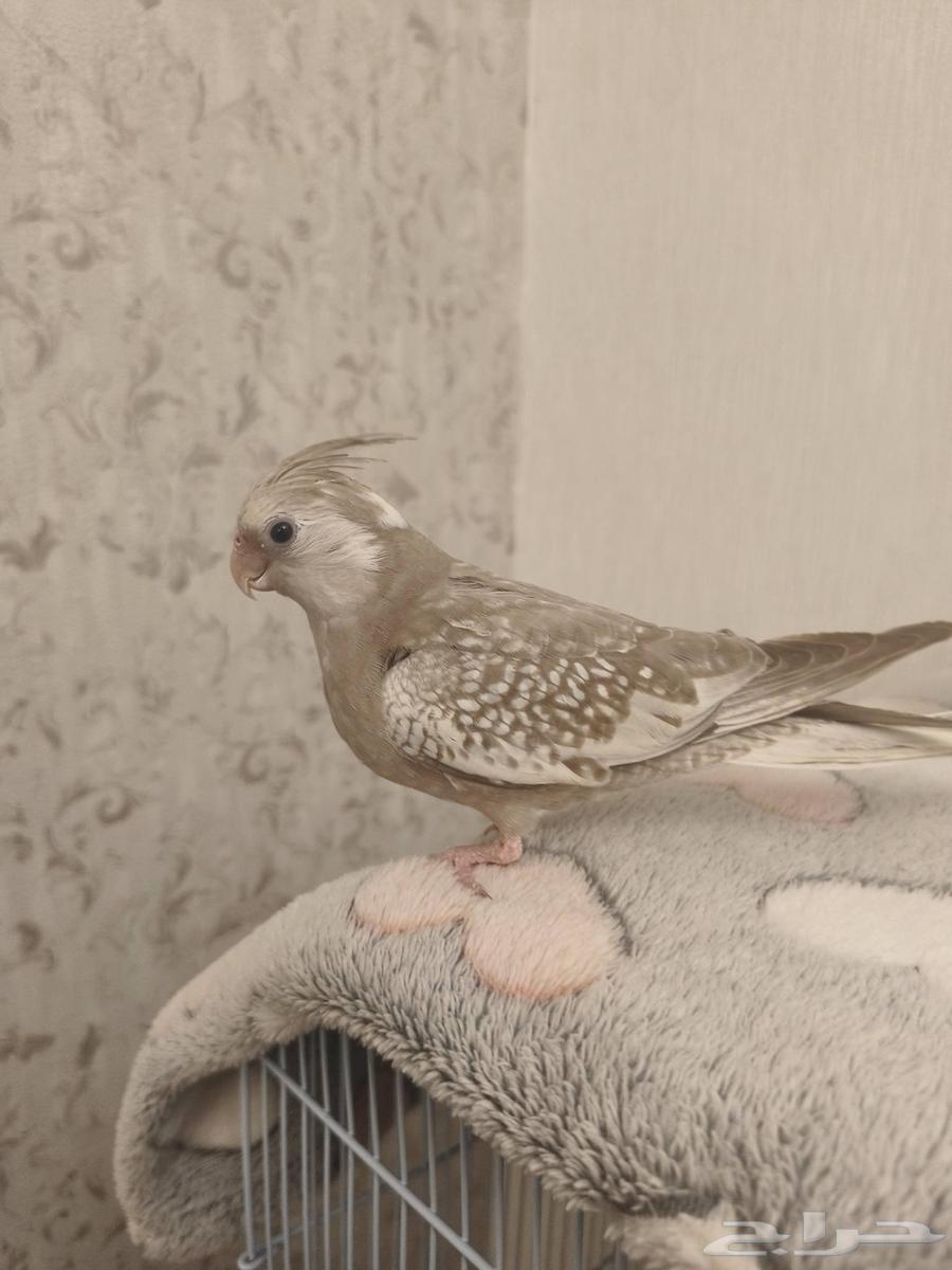 ((SOLD)) Very Gentle Dutch Canary with Excellent Internal and External Singing - TOP63618487285891113