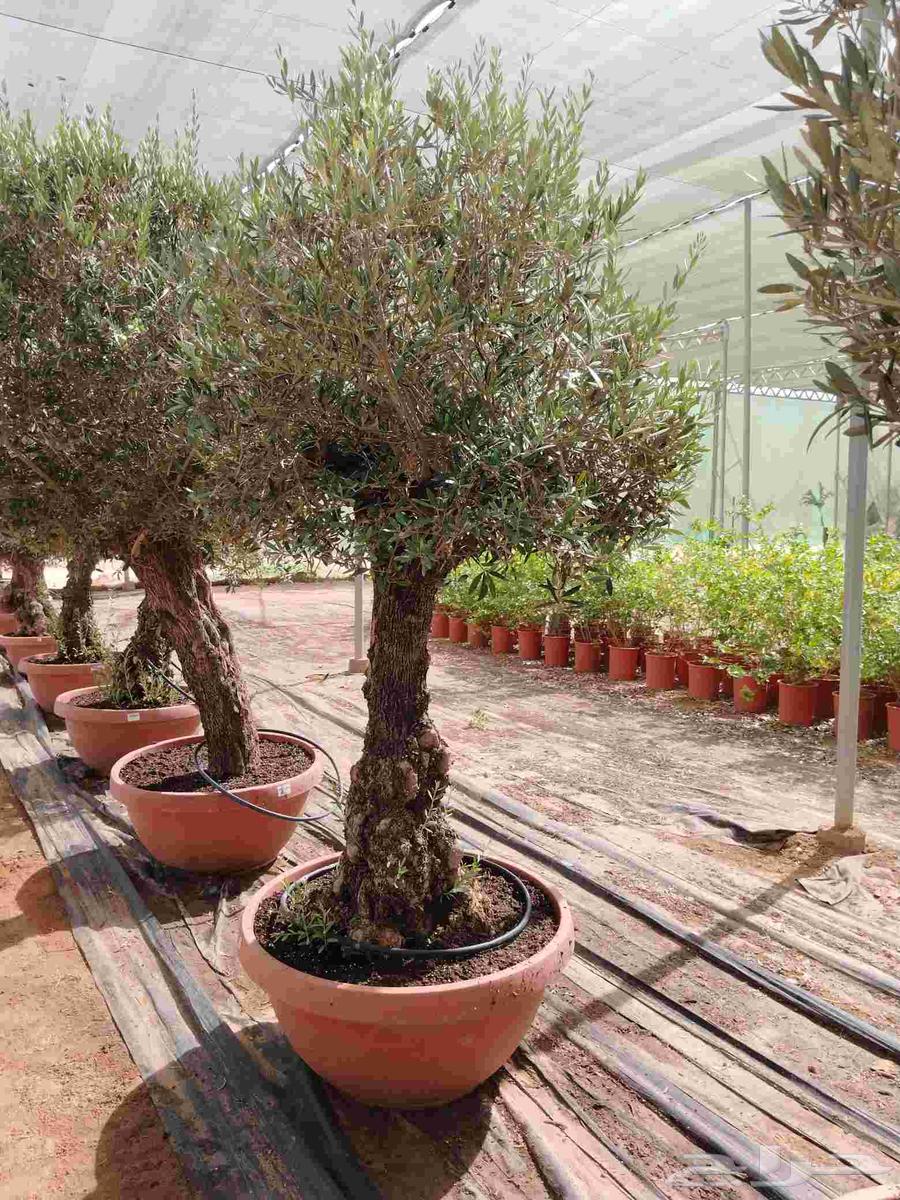 Spanish first-grade aged olives for sale63618488892675111