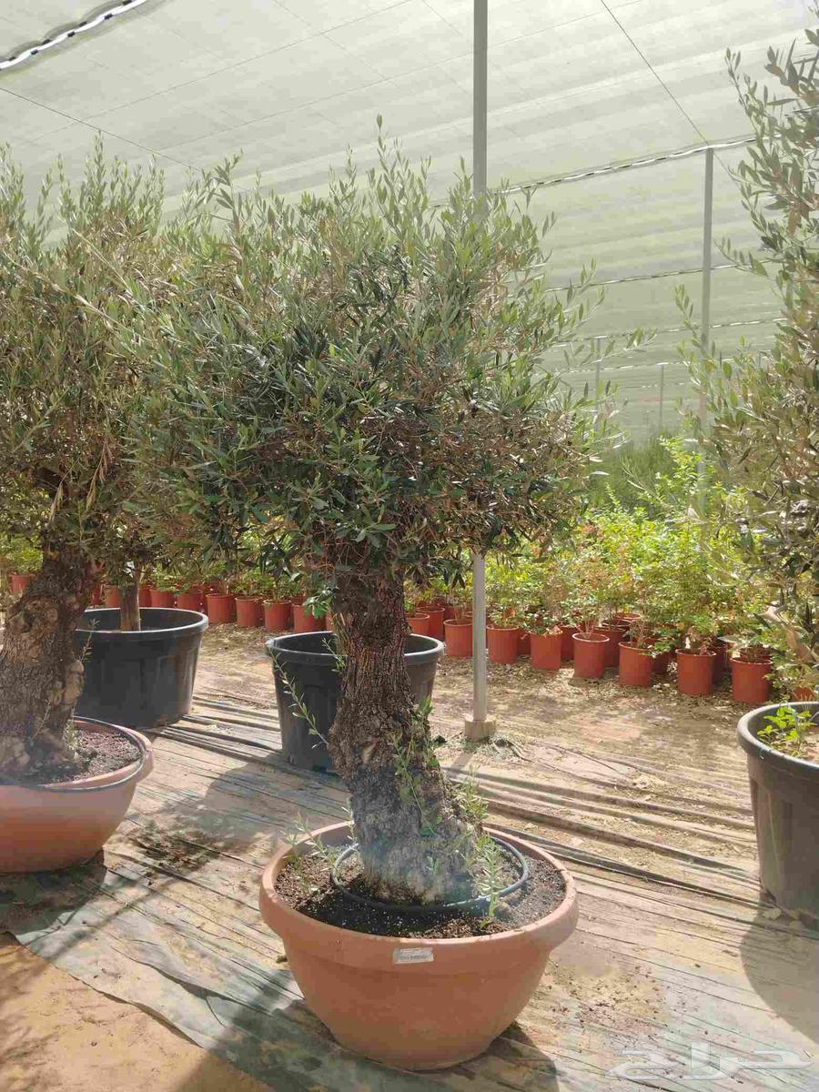 Spanish first-grade aged olives for sale63618488892675114