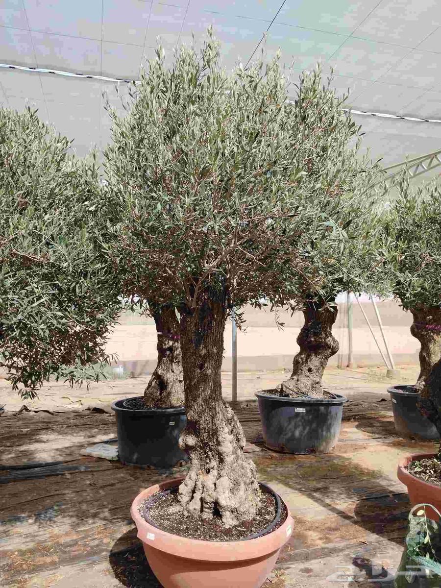 Spanish first-grade aged olives for sale63618488892675113