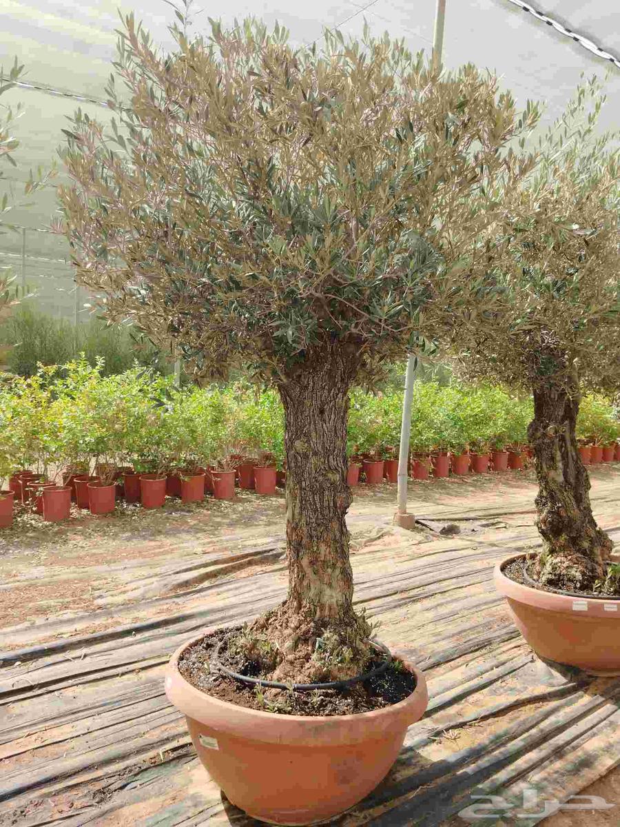 Spanish first-grade aged olives for sale63618488892675112