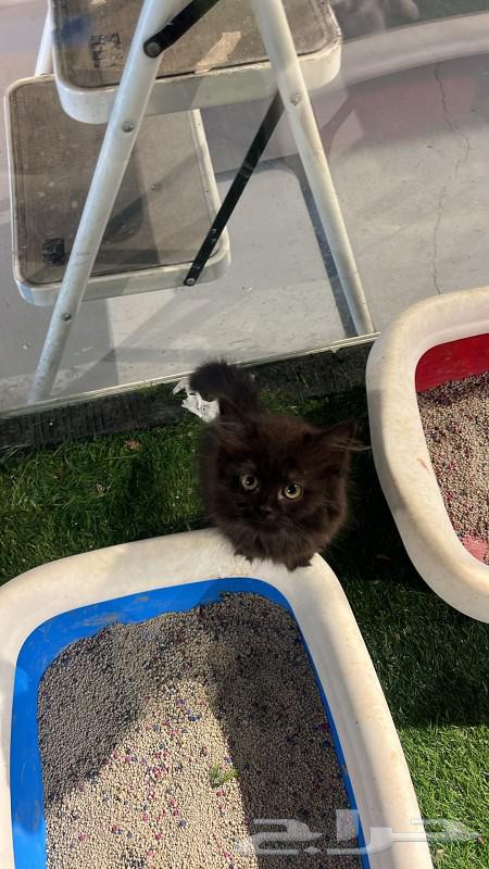 Persian cat for sale. Male, two months old, trained to use litter box63618382955137111