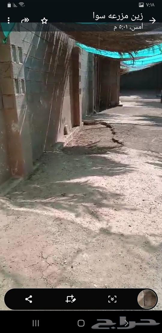 Horse for rent inside a farm63381196585986113