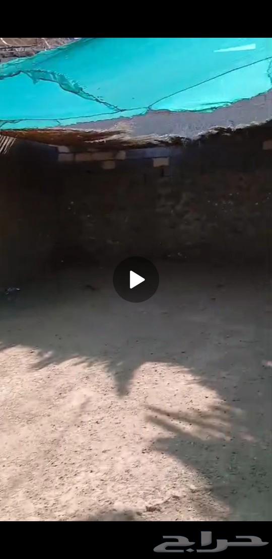 Horse for rent inside a farm63381196585986111