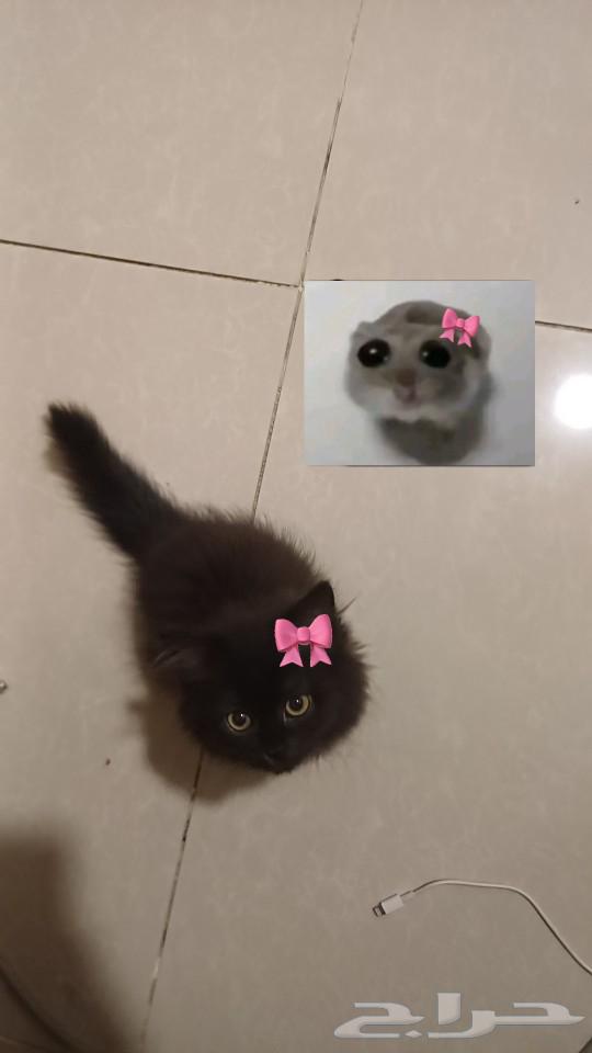 Persian cat for sale. Male, two months old, trained to use litter box63618382955137112