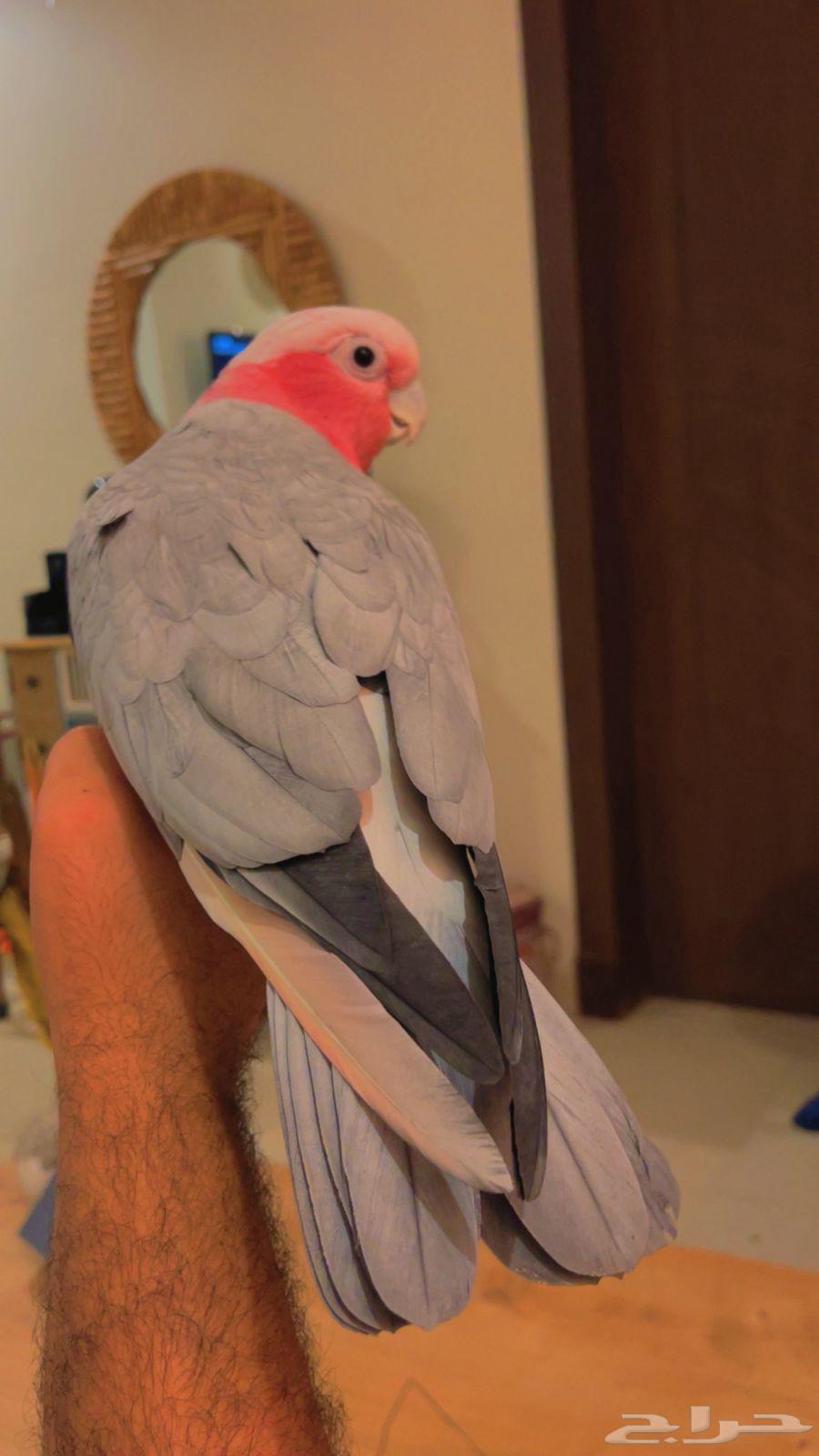 ببغاء كوكاتو قالا متكلم بالوجه رقيص شخصيته جميله63618388113538112