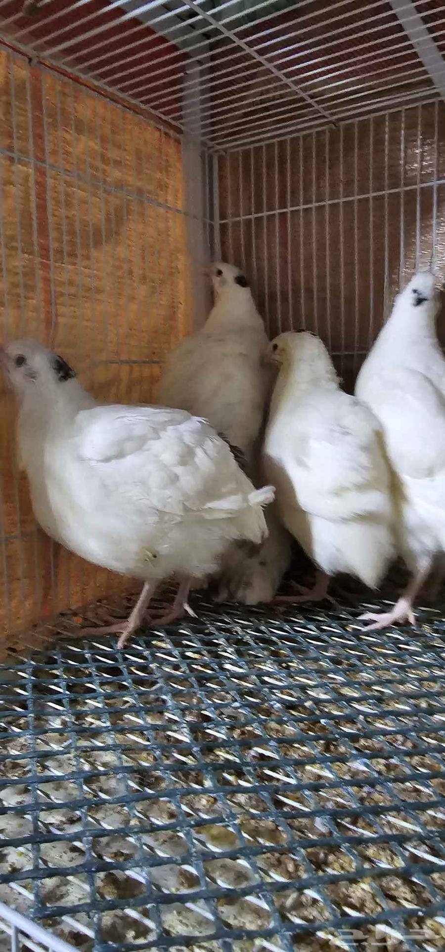 Giant Texas Quail, well-known63618476569985113