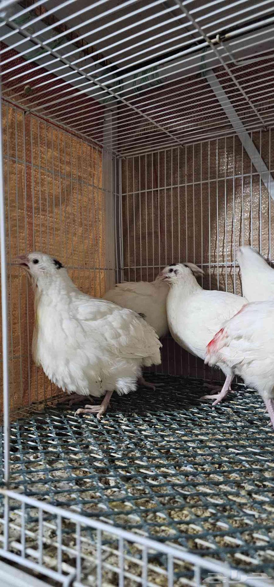 Giant Texas Quail, well-known63618476569985111