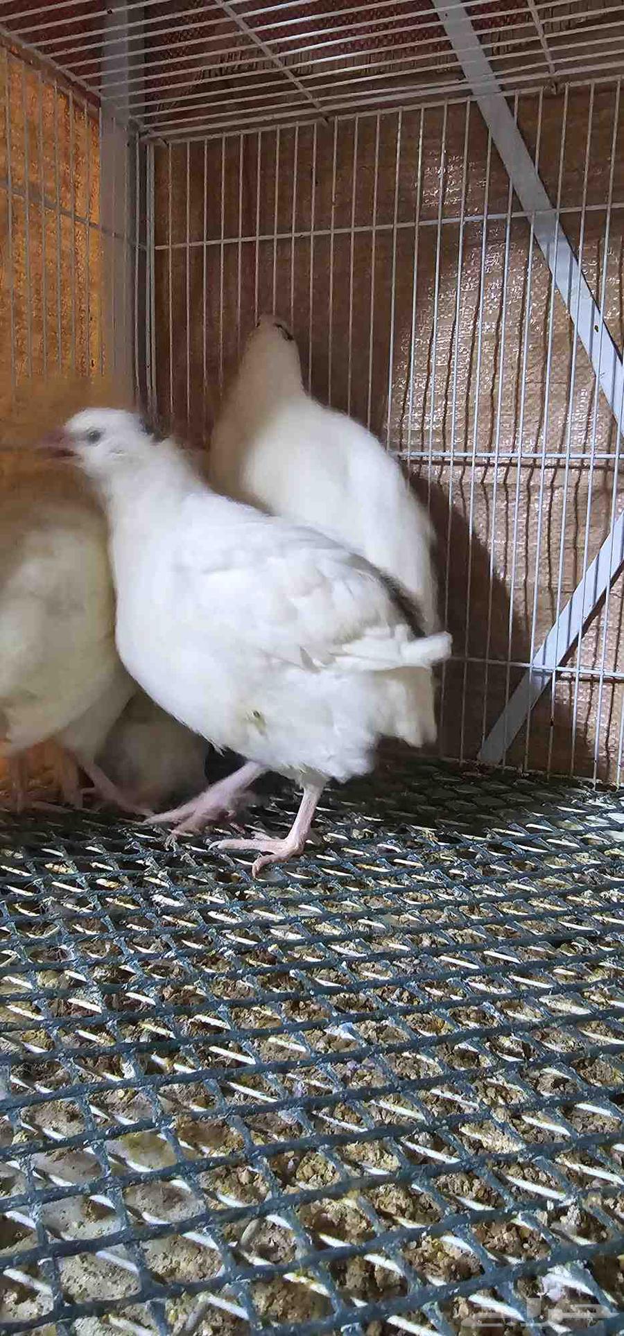 Giant Texas Quail, well-known63618476569985112