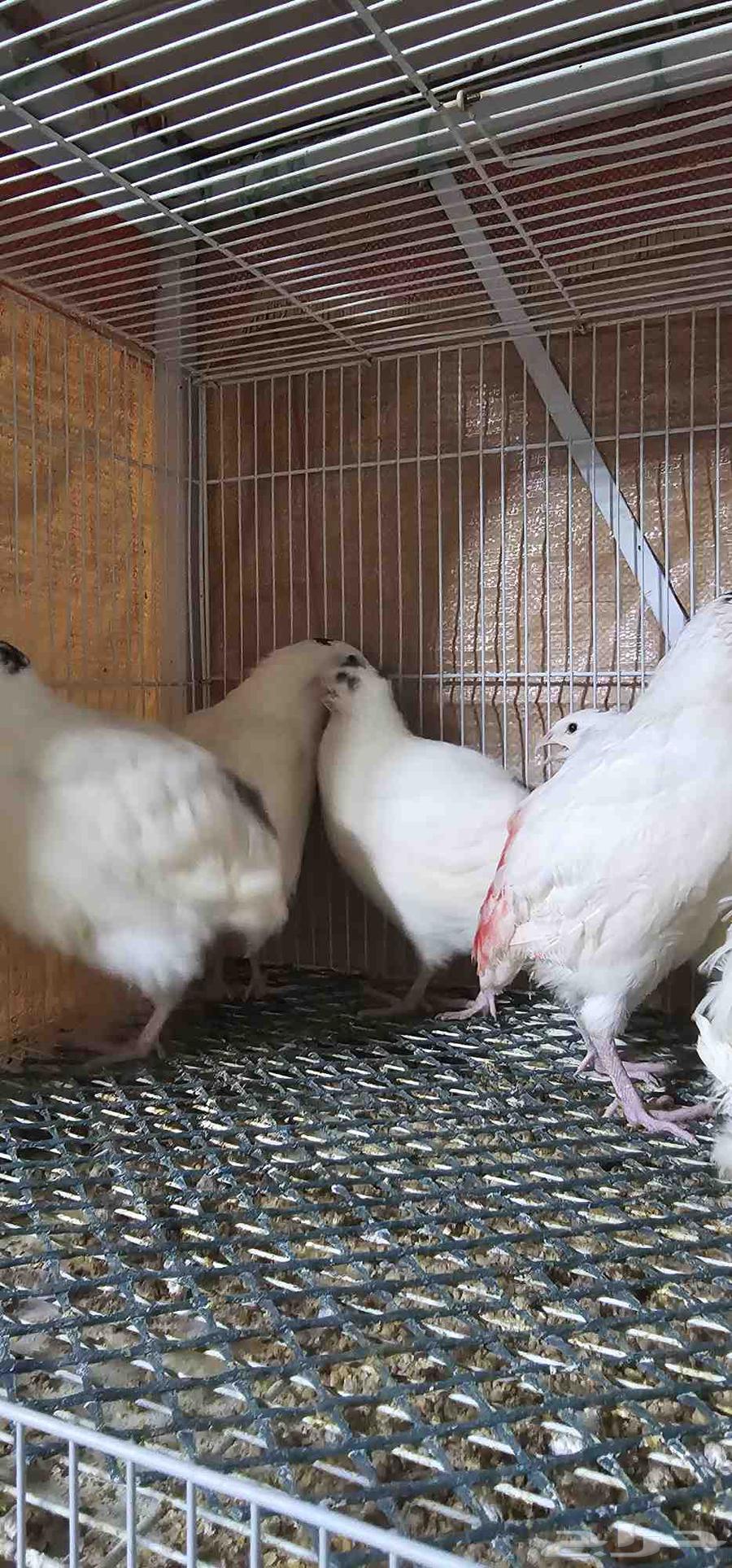 Giant Texas Quail, well-known63618476569985114