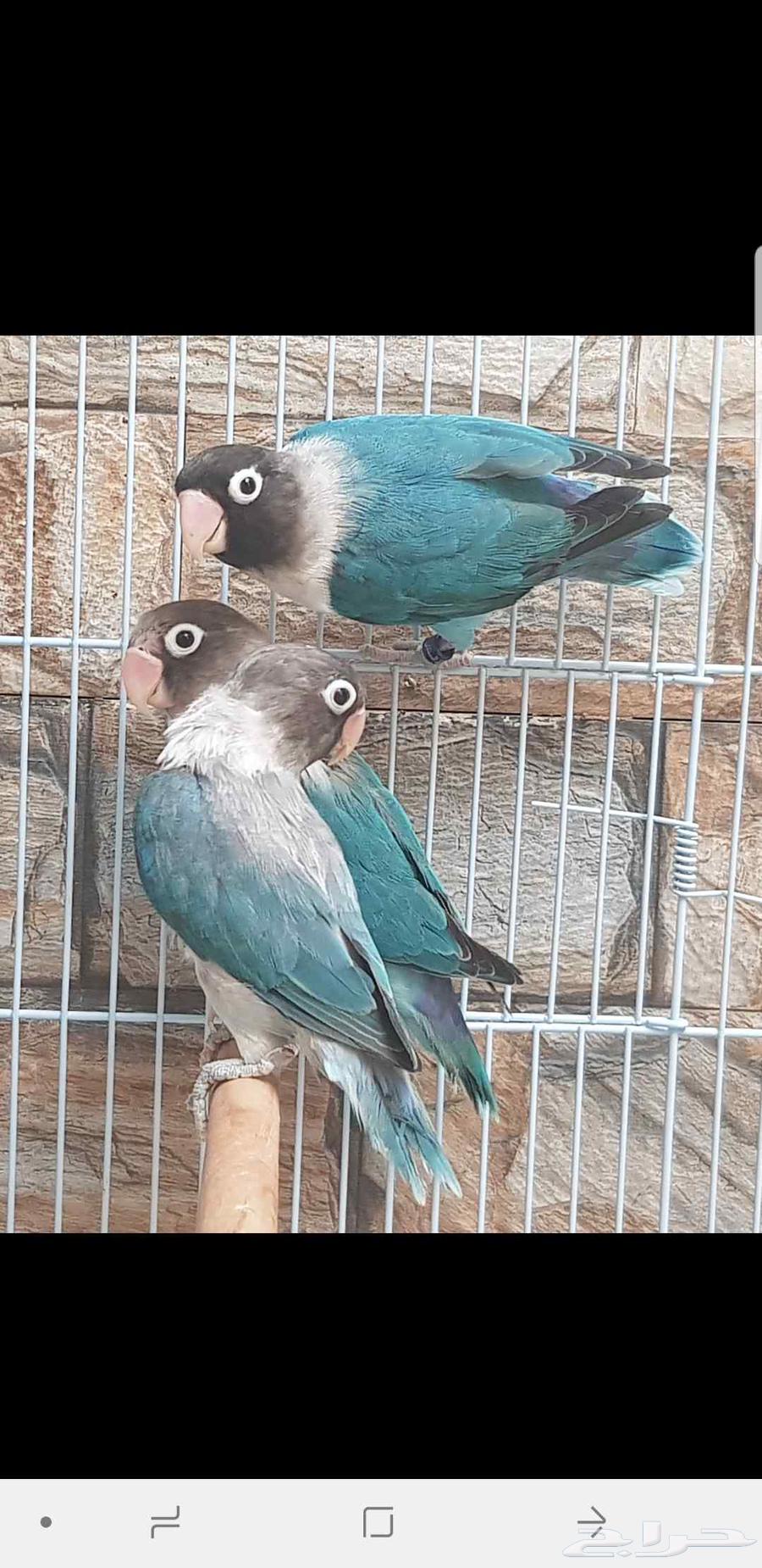 فيشر برسوناتا دم صافي 3حبات ب500ريال حد.63796875292034110