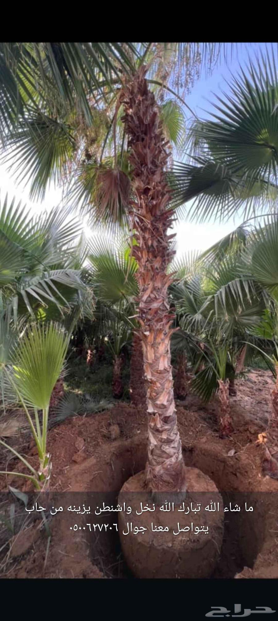 نخل واشنطن زينه للبيع جميع المقاسات متوفر64215173744898113