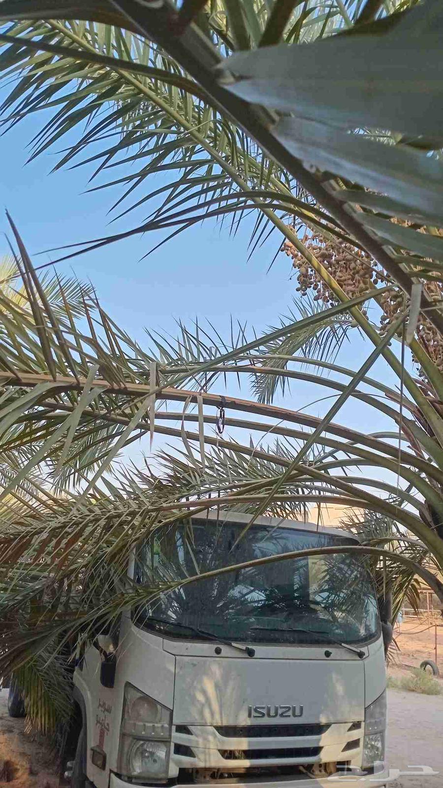 غمارة دينا تشليح64015114537858110