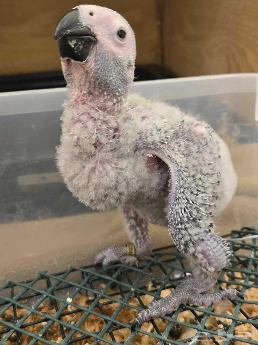 Kasco Chicks - Local Production - Installments - Sold63833186556801110