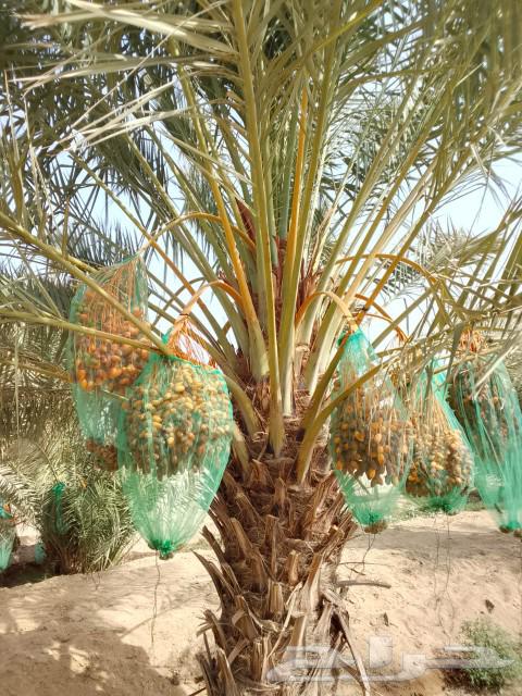 Highly experienced palm tree climbing workers63613654994562111