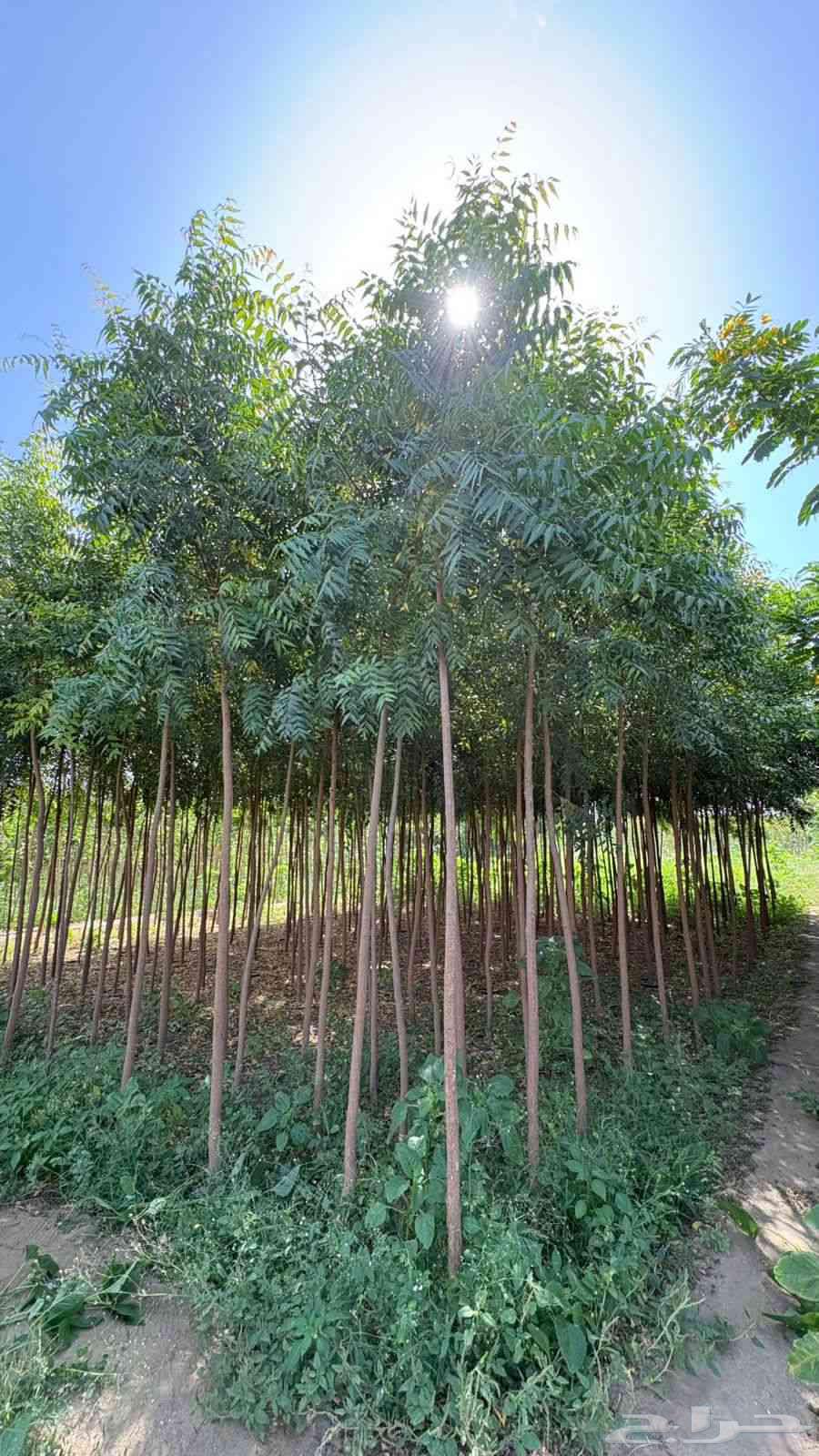 نخل واشنطن زينه للبيع جميع المقاسات متوفر64215173744898112