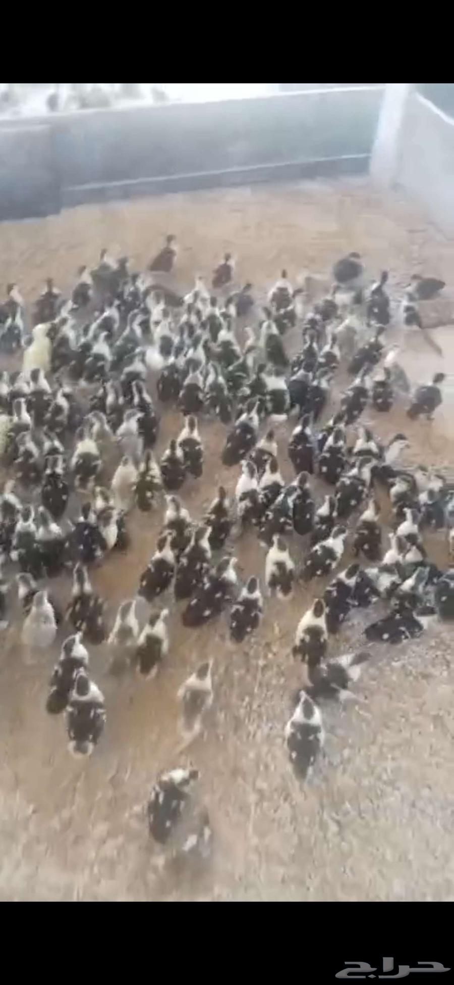 Local, Muscovy or Sudanese ducklings for sale63979772473090111