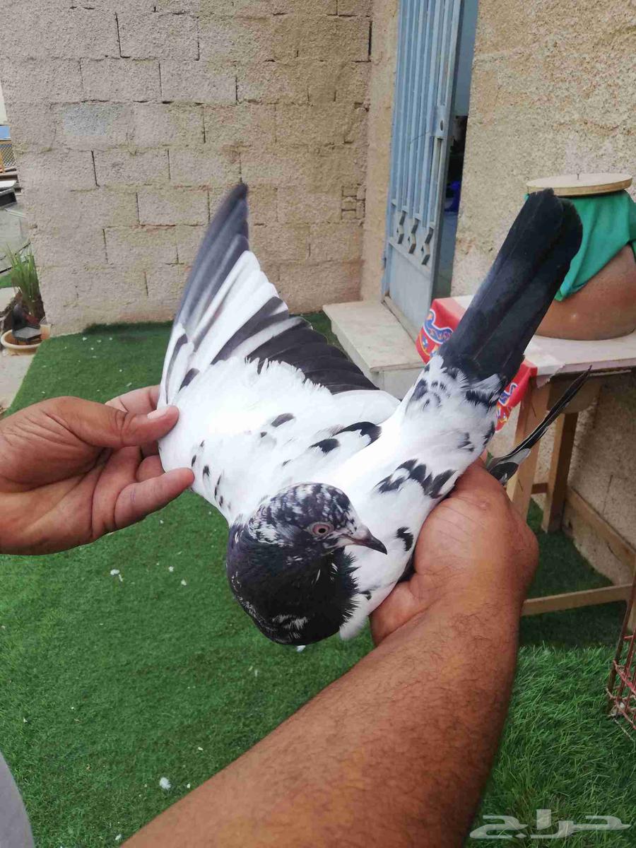 Pakistani Teddy Pigeon63997623637378113