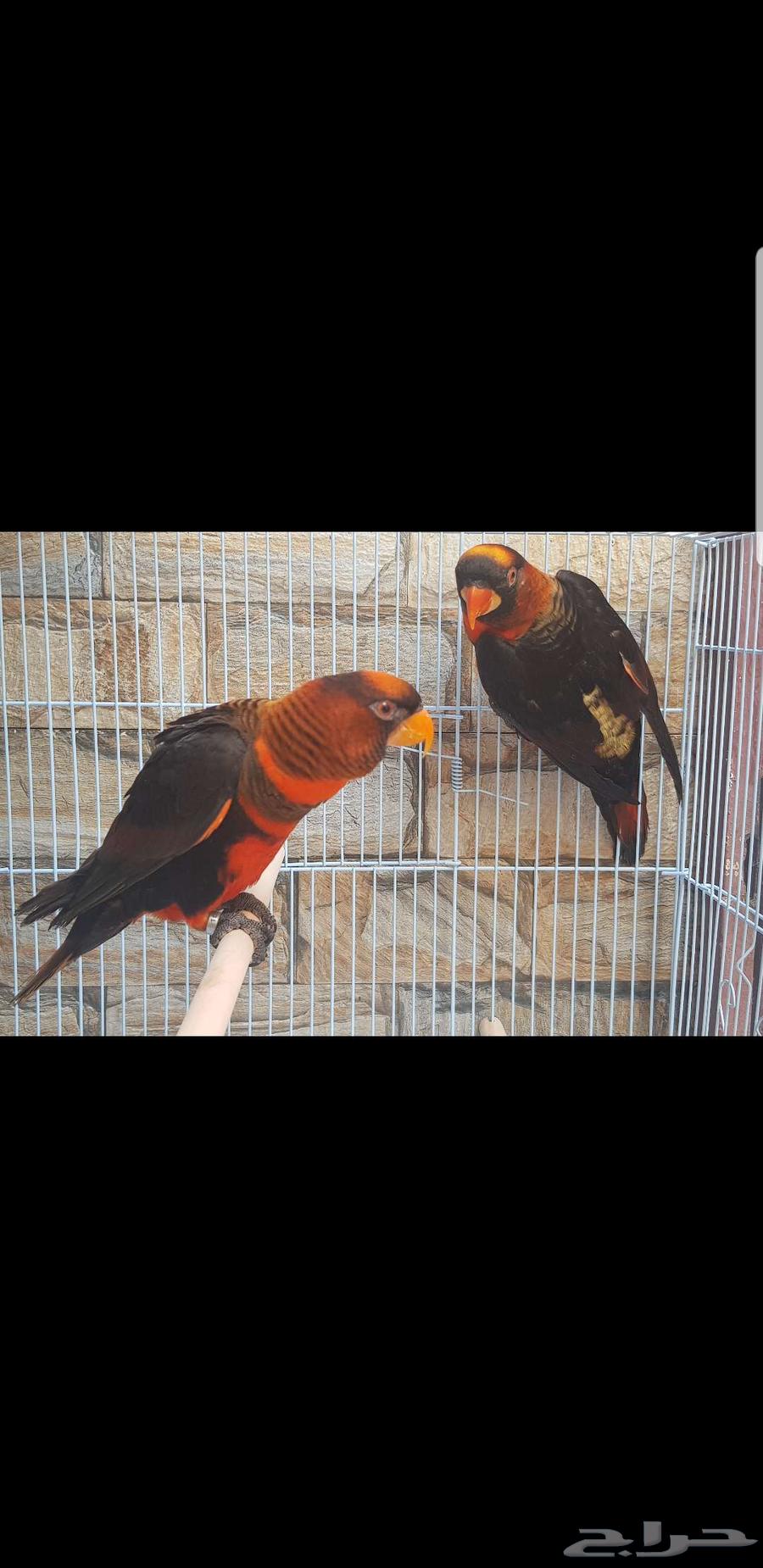 Lori Diskey couple, productive male and female with analysis up to 6500 SAR63618970963715114