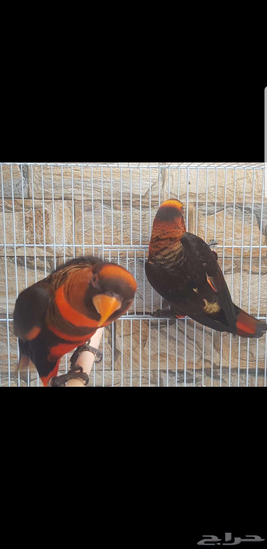 Lori Diskey couple, productive male and female with analysis up to 6500 SAR63618970963715113