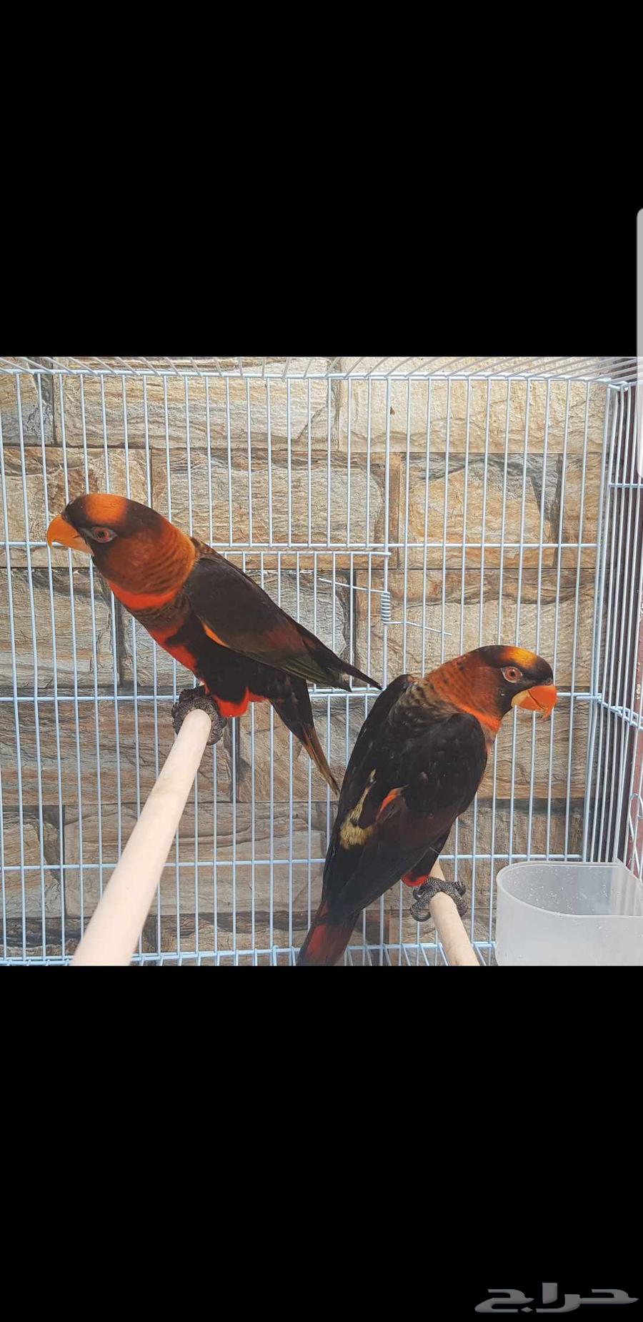 Lori Diskey couple, productive male and female with analysis up to 6500 SAR63618970963715112