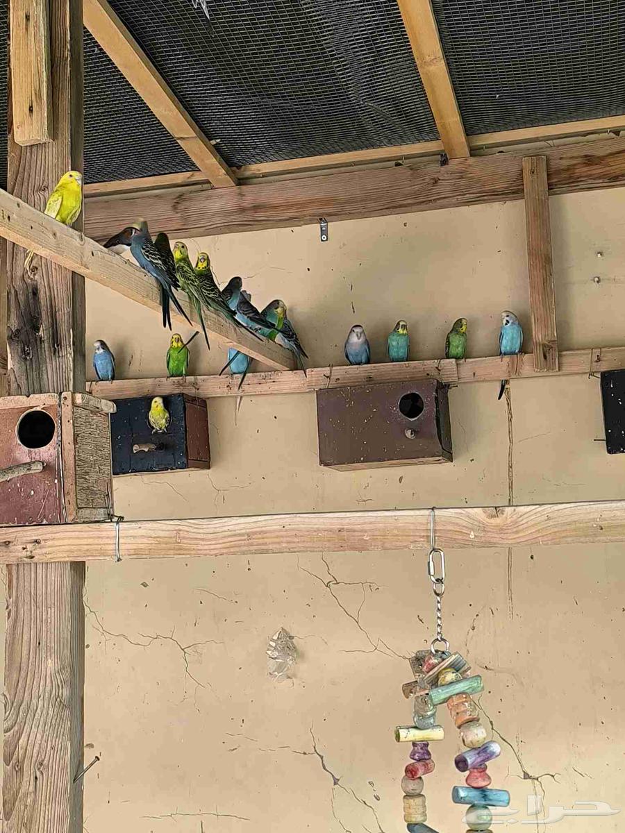 Budgerigars64002987293058112