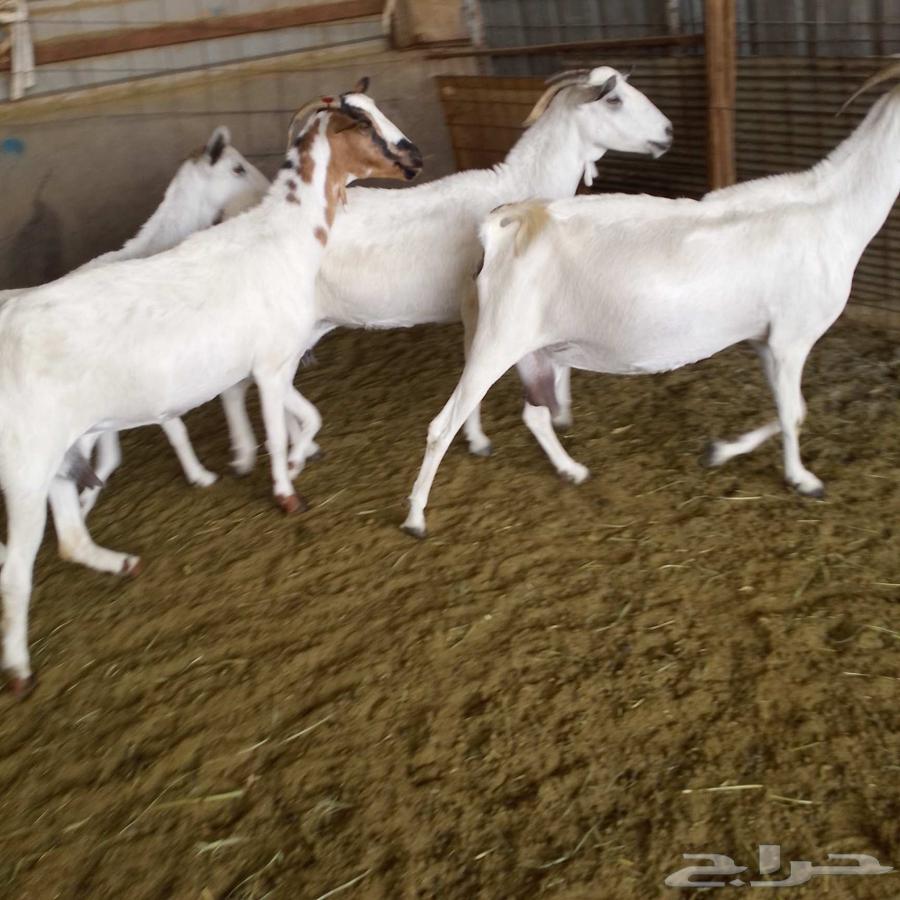 I present to you 4 goats with kids, cheap price, condition: good quality64004051318273111