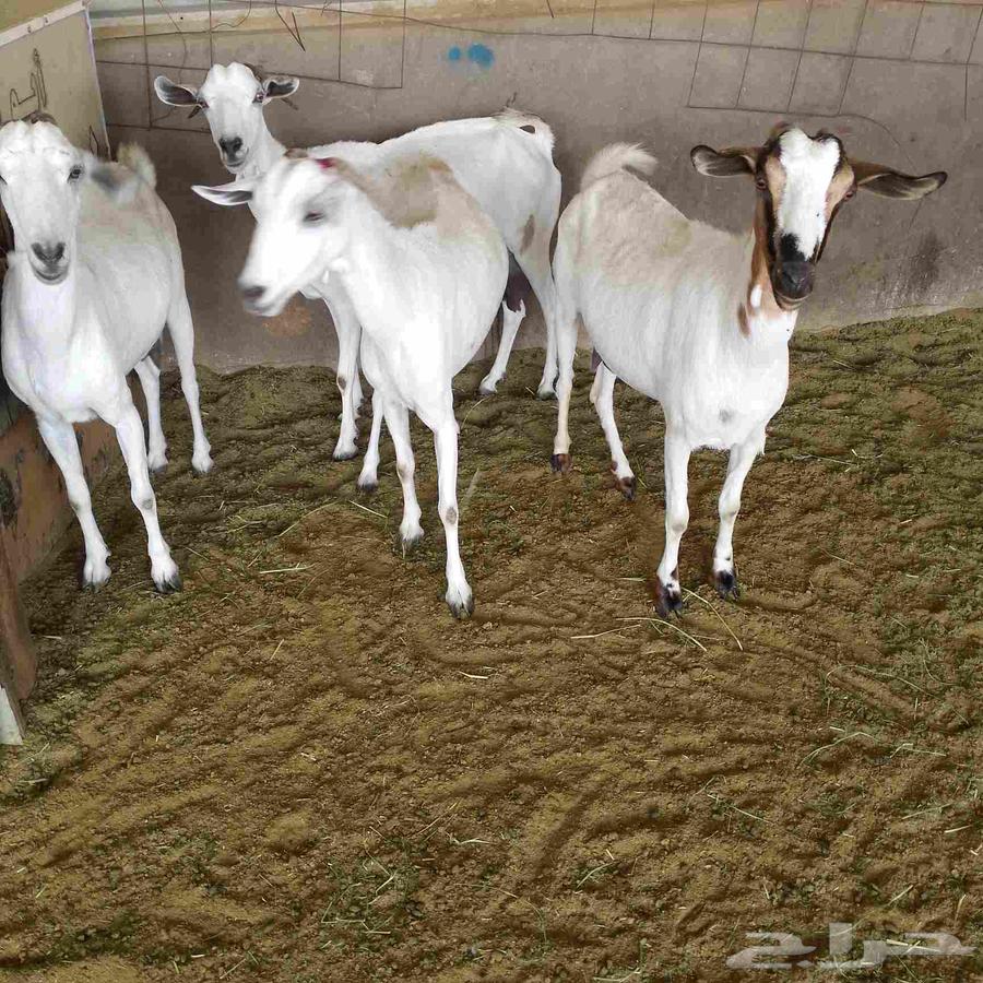 I present to you 4 goats with kids, cheap price, condition: good quality64004051318273114