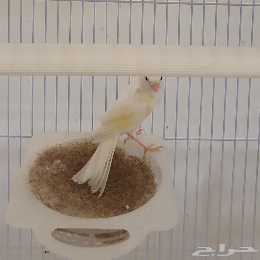 ذكر كناري مغرد64013073121794111