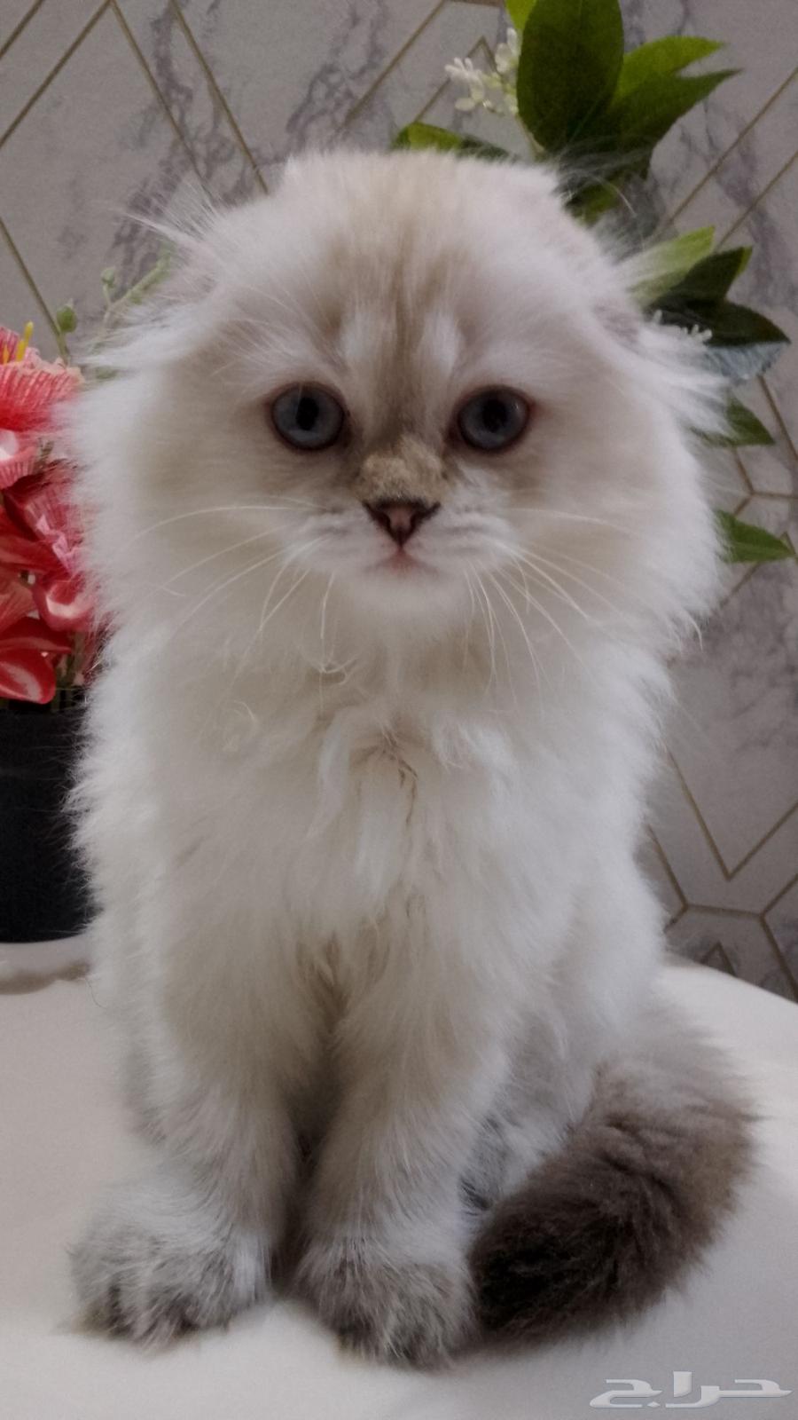 كيتن للبيع63722242984578113