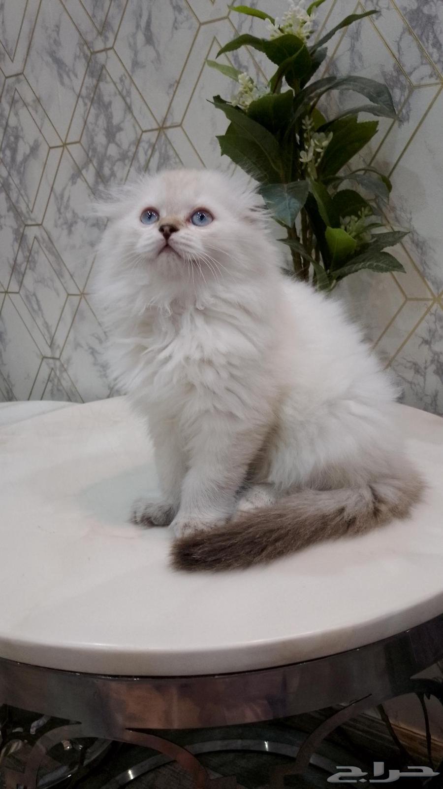 كيتن للبيع63722242984578112
