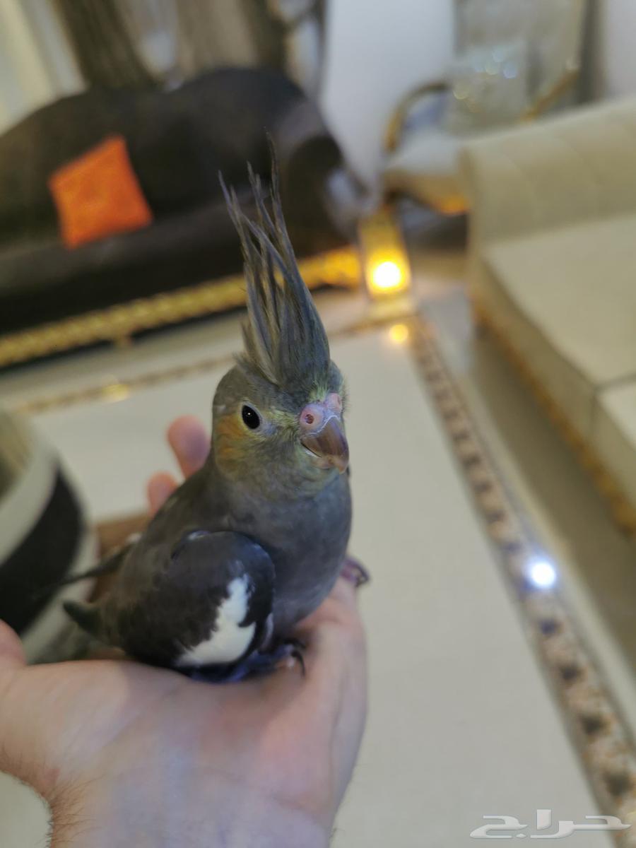 فرخ كروان أليف طفرة64037039588225111