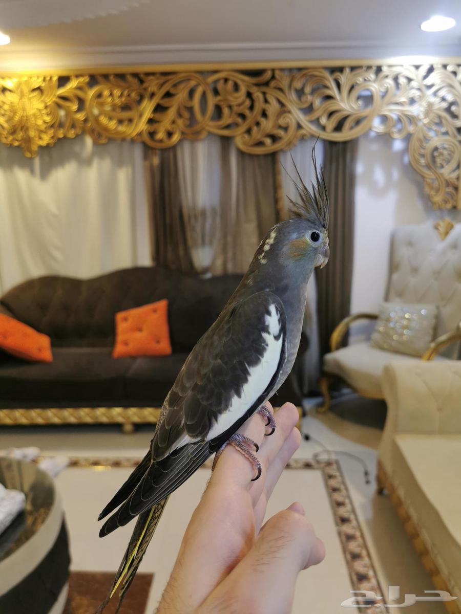 فرخ كروان أليف طفرة64037039588225112