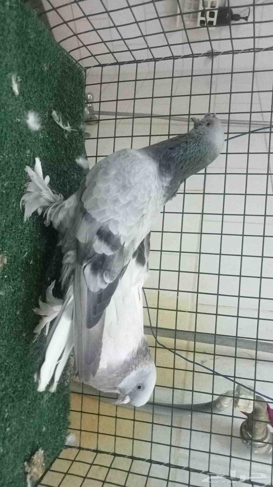 Turkish female for sale64036820179713111