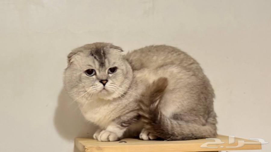 Scotch Triple Fold for mating63619150509699113