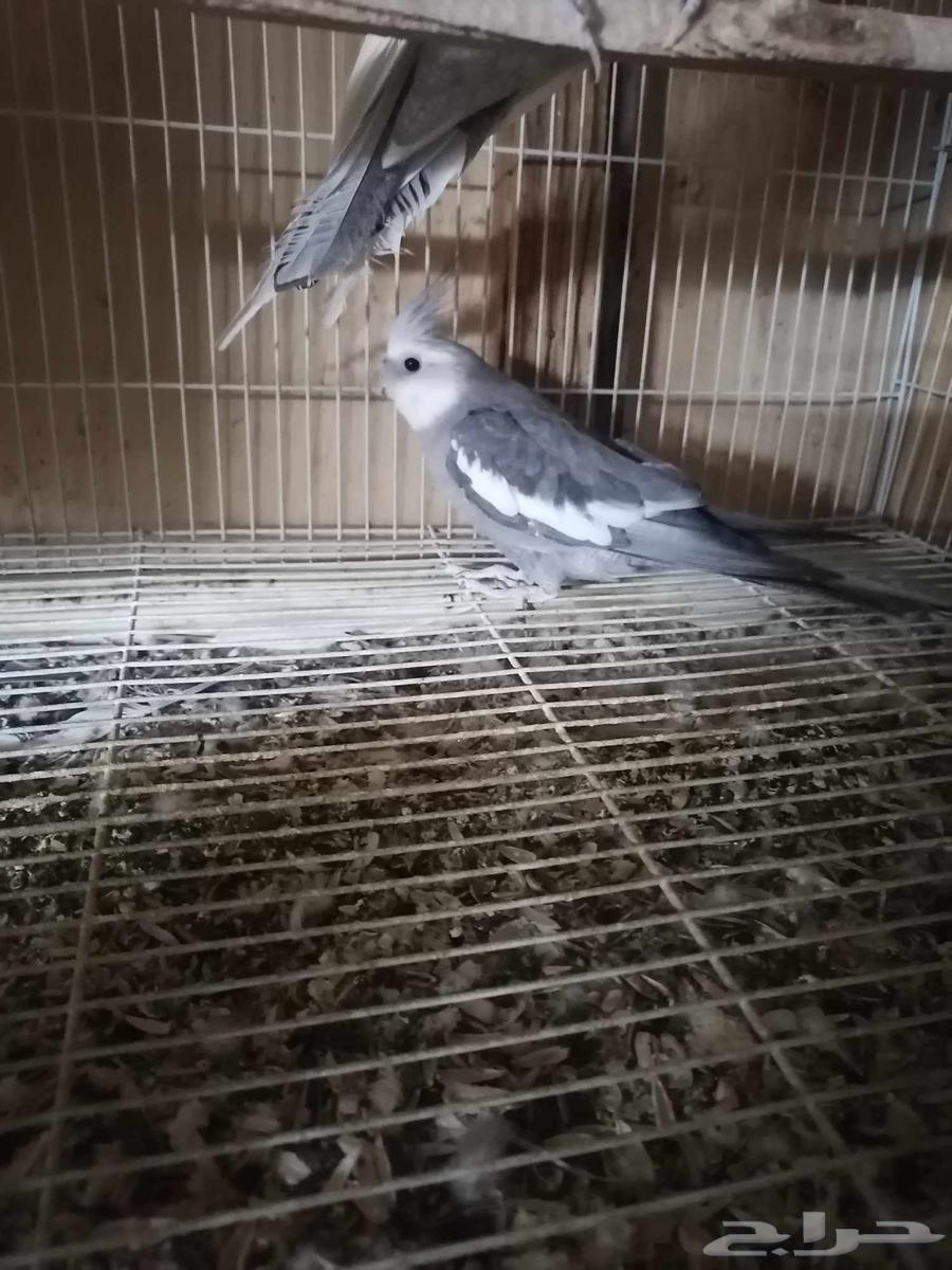 Dutch Canary Decor64061578185601111