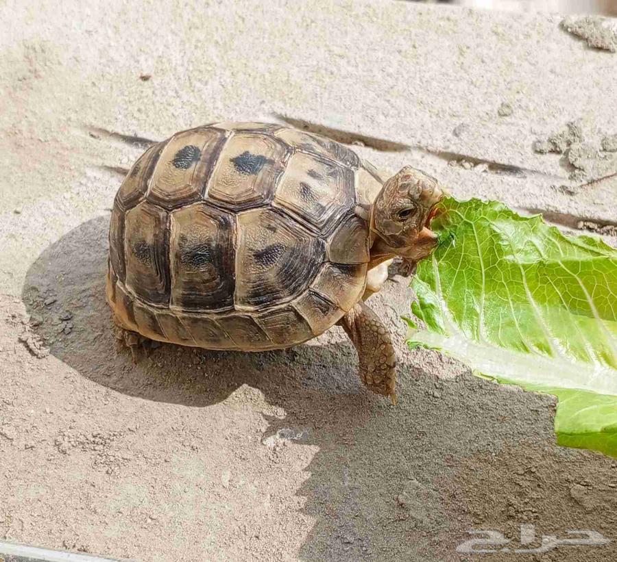 Turtle for sale64069726443649111