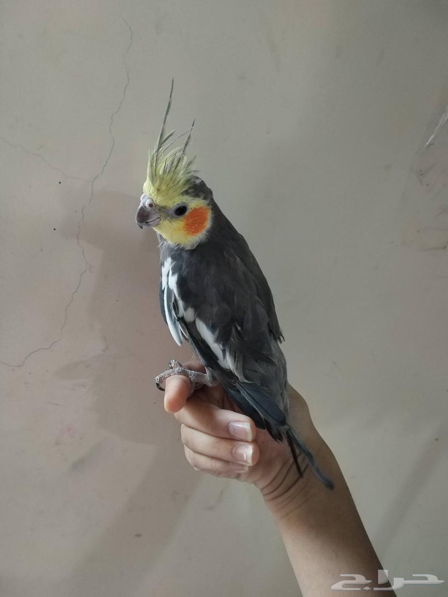 Crown for sale64061800664577112