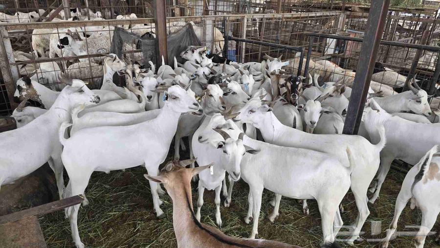 Goats for breeding at 750 SAR including slaughter, distribution, and delivery64070867658753110
