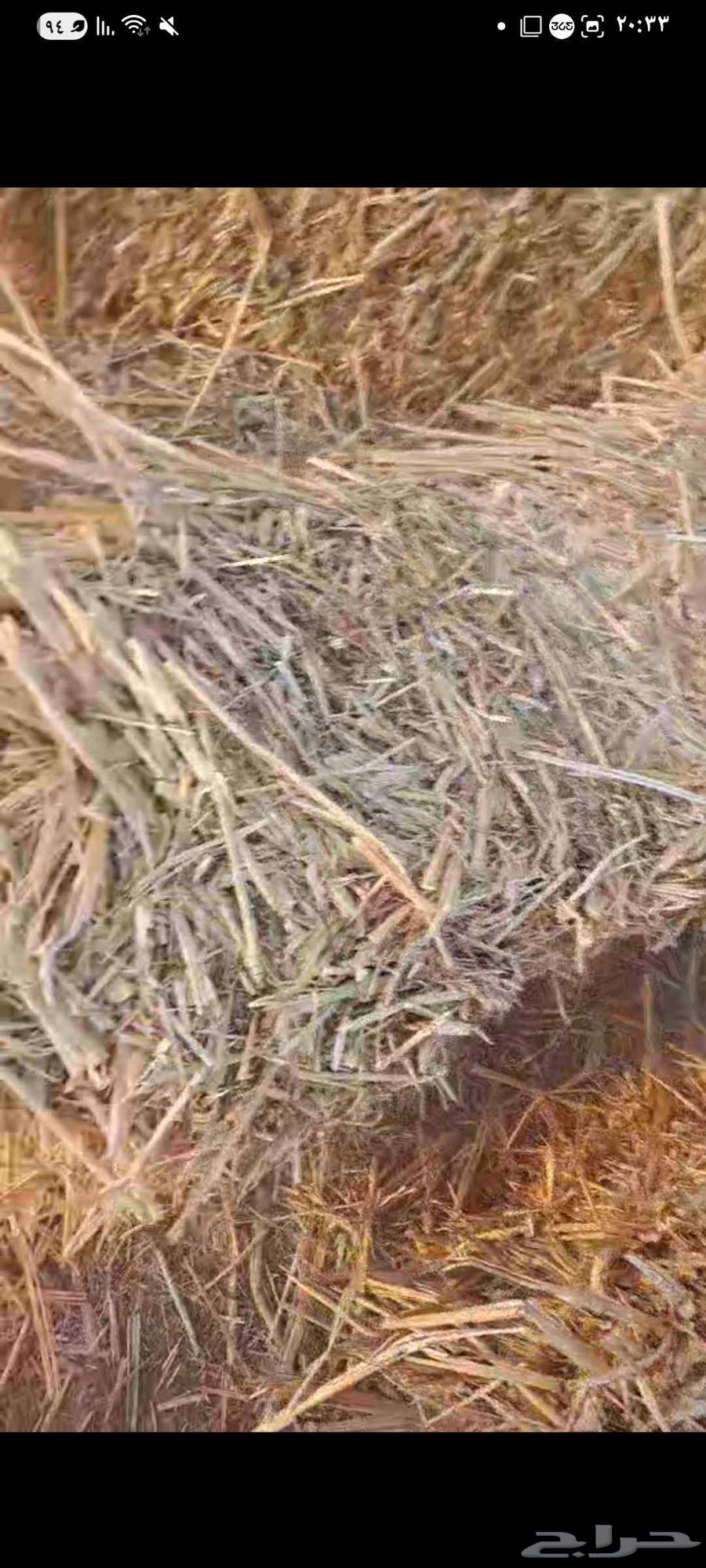 ذرة خضراء على حمراء شد جندير64097032731650111