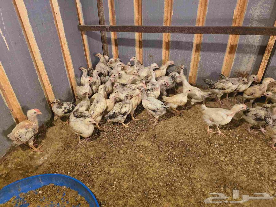 French Colombian roosters, vaccinated and conditioned63955539147138110