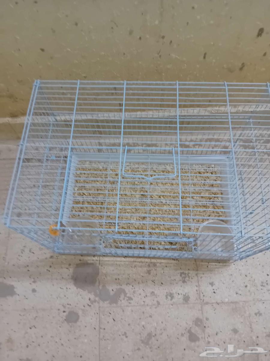 Animal net64118085937794110