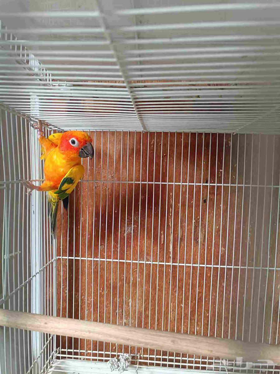 Sun Kinyor Pair64102953940609111