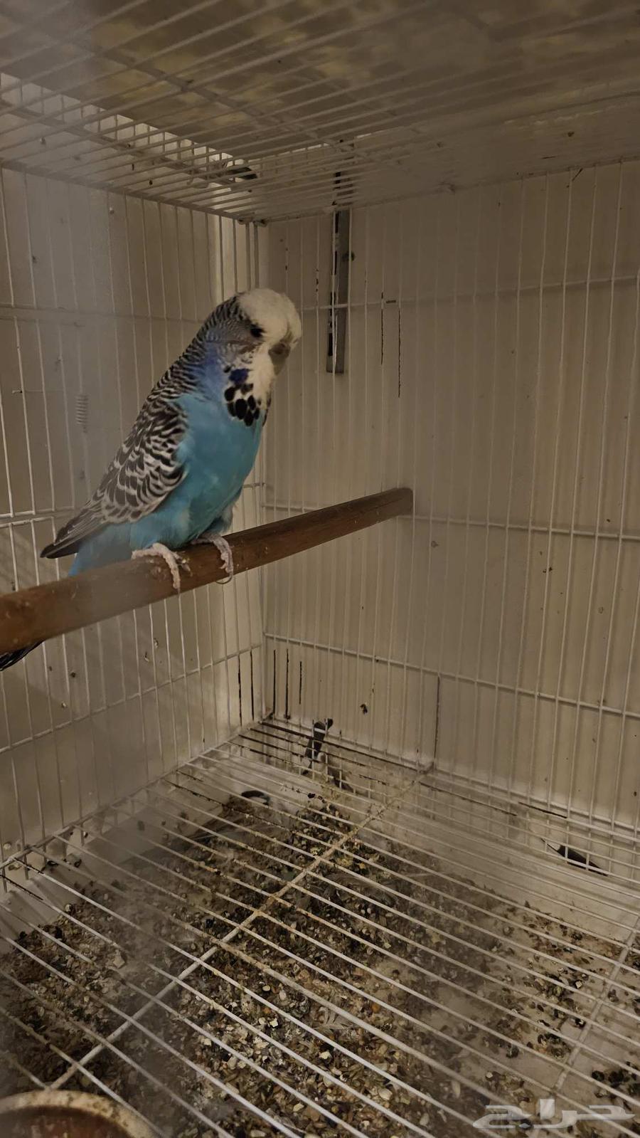 English budgie pair with chick underneath64141917745665113