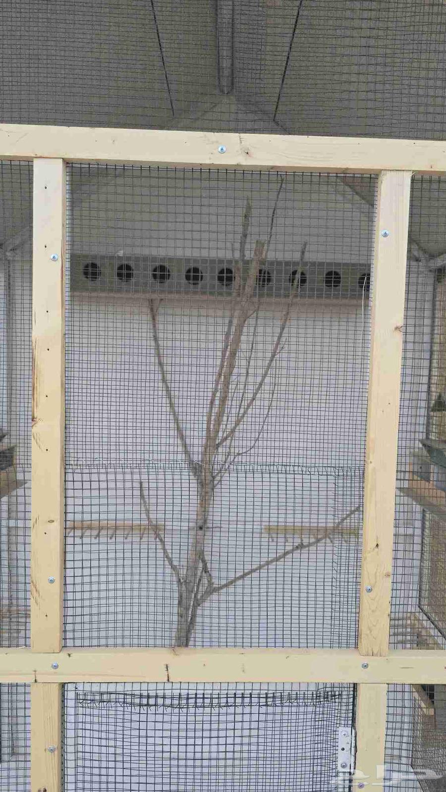 Cage . Mesh . Birds . Luxurious64141547948802112