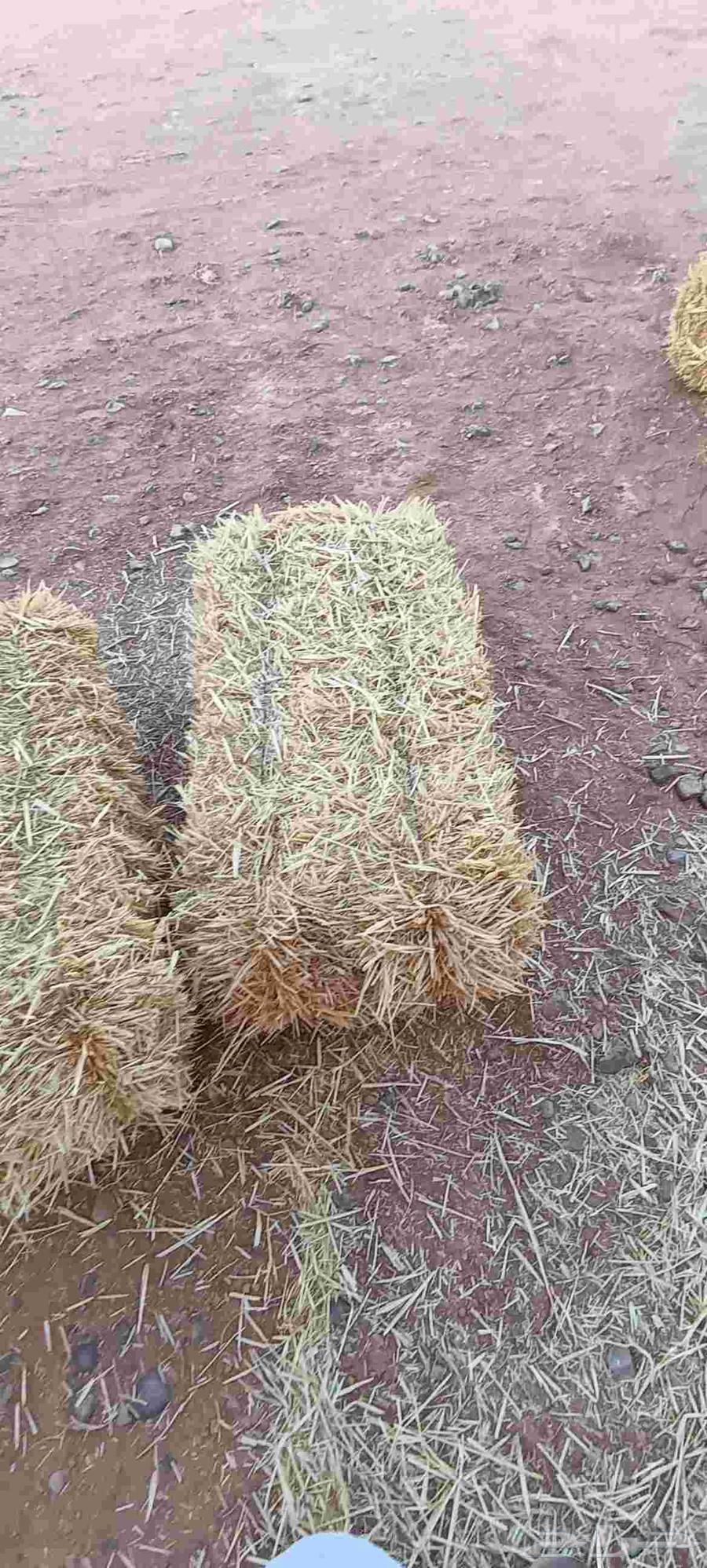 New Wheat Straw Strong Rope63655709481857113