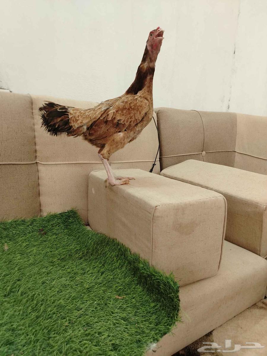 Pakistani Sindhi Chicken Product64141545221123112